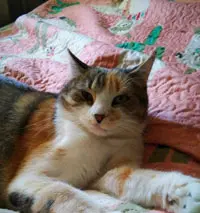 Calico cat with white, orange, and gray fur lying on a patterned quilt