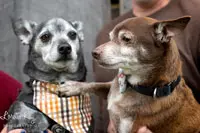 Two senior dogs being held close together
