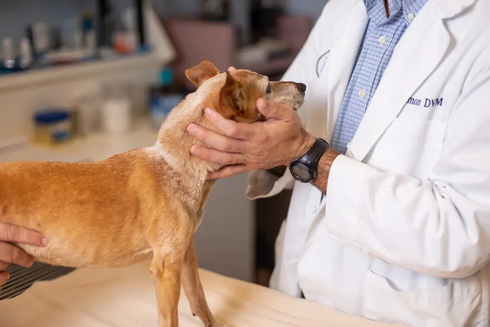 Veterinarian in a white coat examining a small brown dog on an exam table.